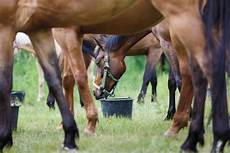 Alfalfa Horse Feed