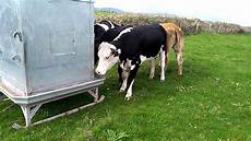 Automatic Cattle Feeder