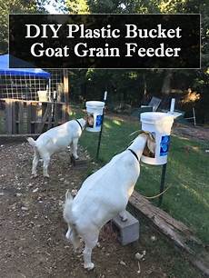 Automatic Goat Feeder