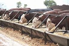 Beef Cattle Feed