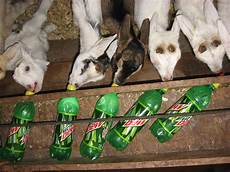 Bottle Feeding Goats