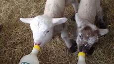 Bottle Feeding Lambs