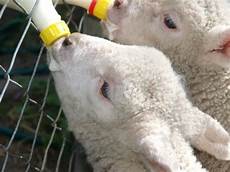 Bottle Feeding Lambs