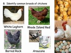 Broiler Chick Varieties