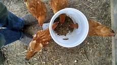 Bucket Type Poultry Feeders