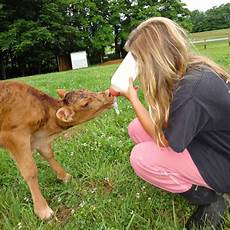 Calf Feeding Bottle