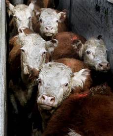 Calf Meat Processing