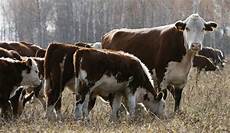 Cattle Milk Feed