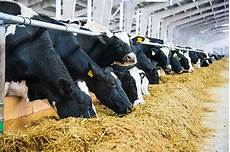 Cattle Weight Gain Supplement