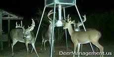 Deer Protein Pellets