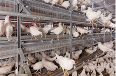 Feed Additives For Poultry
