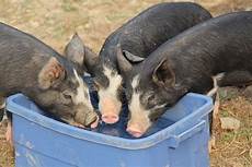 Feeder Pigs