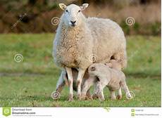 Feeding Sheep