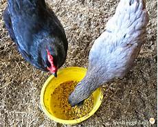 Fermented Chicken Feed