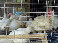 Industrial Poultry Premixes