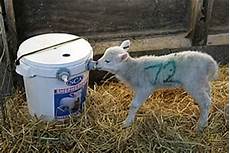 Lamb Feeding Bucket