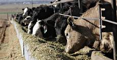Livestock Feed Production