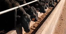 Livestock Feed Production