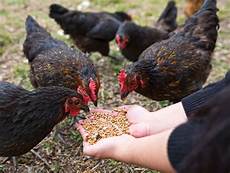 Medicated Chicken Feed