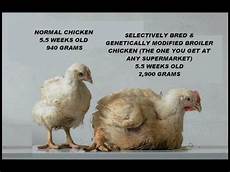 Non Gmo Chicken Feed