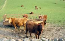 Organic Cattle Feed