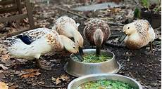 Organic Duck Feed