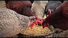 Organic Poultry Feed