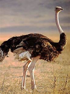 Ostrich Feed