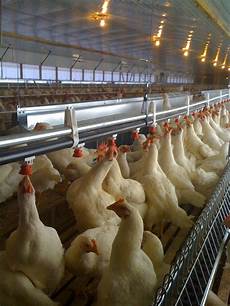 Poultry Additives