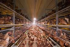 Poultry Cage Systems