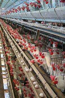 Poultry Cage Systems