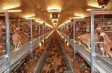 Poultry Cages Manufacturers in Turkey