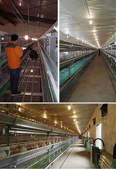 Poultry Cages Manufacturers in Turkey