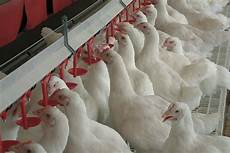 Poultry Disinfectants
