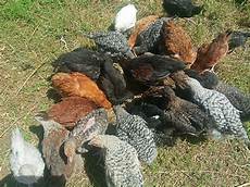 Poultry Drugs
