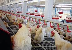 Poultry Equipments Manufacturers in Turkey