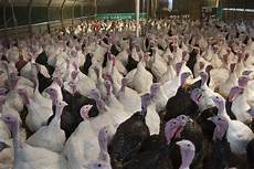 Poultry Farm Equipments Suppliers in Turkey
