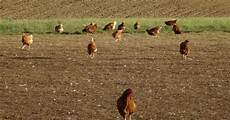 Poultry Farm Profiles