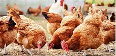 Poultry Farm Profiles