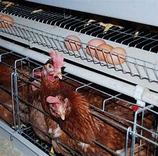 Poultry Feed Equipments