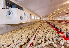 Poultry Feed Processing