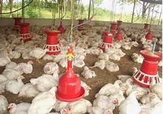 Poultry Feeding Equipments
