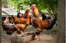 Poultry Feeding