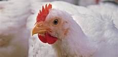 Poultry Minerals