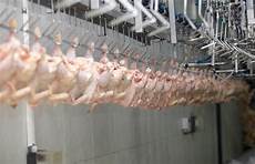 Poultry Slaughter Equipments from Turkey