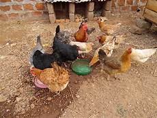 Poultry Supply