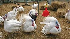 Turkish Poultry Equipments Companies