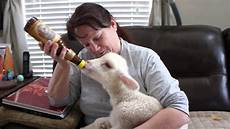 Bottle Feeding Lambs