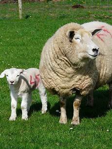 Bottle Feeding Lambs