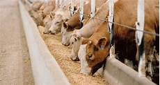 Cattle Feed Products